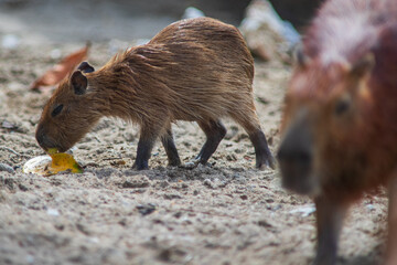 capybara or greater capybara (Hydrochoerus hydrochaeris) in Colombia