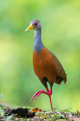 Gray-necked Wood-Rail (Aramides cajaneus) in the colombian jungle