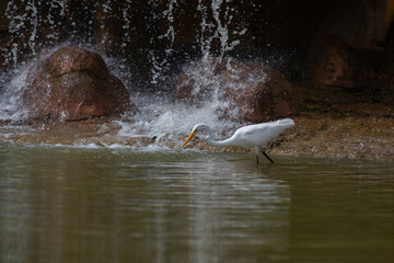 Fototapeta premium great egret (Ardea alba) in the colombian forest