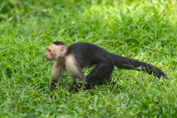 Colombian white-faced capuchin (Cebus capucinus) in the forest