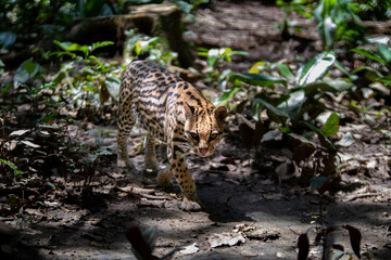 ocelot (Leopardus pardalis) in the colombian jungle