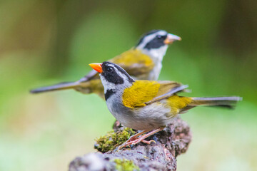 orange-billed sparrow (Arremon aurantiirostris) in the colombian jungle