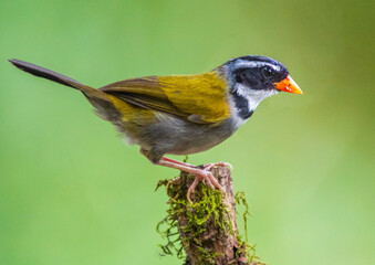 orange-billed sparrow (Arremon aurantiirostris) in the colombian jungle