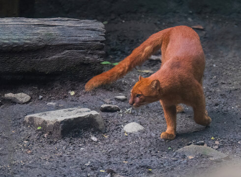  jaguarundi (Herpailurus yagouaroundi) in the colombian jungle