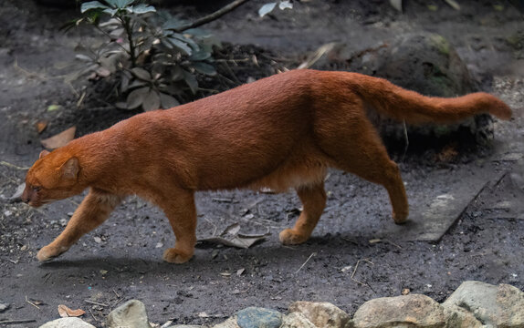  jaguarundi (Herpailurus yagouaroundi) in the colombian jungle