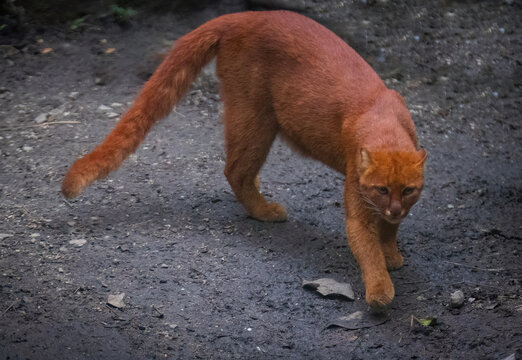  jaguarundi (Herpailurus yagouaroundi) in the colombian jungle