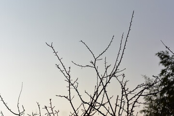 Bare tree branches reach towards a clear, pale sky, showing the stark beauty of winter or early spring.