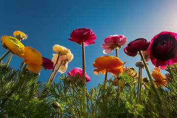 Obraz premium Bunt blühende Ranunkelblüten vor blauem Himmel