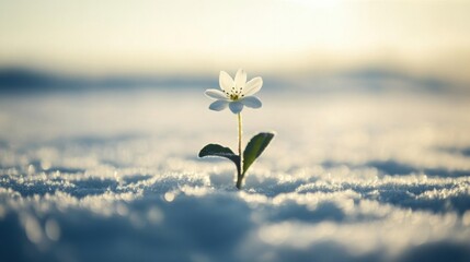 A single flower blooming in a field of snow, symbolizing growth and resilience in an unforgiving environment, 