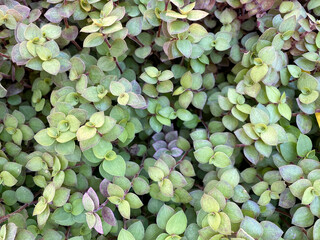 Callisia Repens, Turtle Vine or creeping inchplant close up background.