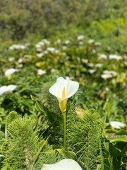 white flower in the garden