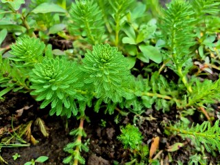 Lush Green Aquatic Plants in Natural Habitat
