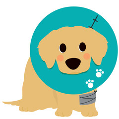Cartoon Dog with Cone and Bandage