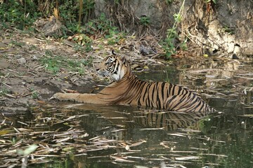 Sumatran tiger seen soaking in the pool during the day