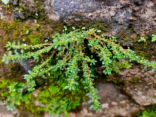 A charming close-up of small, delicate green plants thriving on a mossy rock surface. Captures resilience and the intricate beauty of nature's micro-ecosystems.