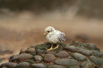 portrait of a little chicken standing alone on the rocks