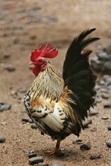 portrait of a male bantam chicken