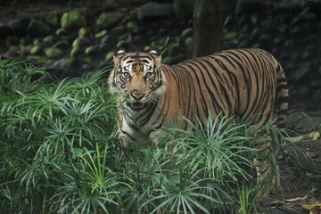 Sumatran tigers are seen roaming the bushes during the day
