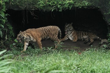 Sumatran tigers are seen roaming the bushes during the day