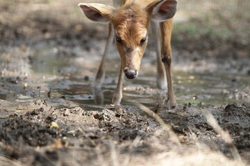 Young sitatunga looks forward from the muddy ground