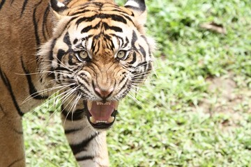 Close up of an angry aumatran tiger staring at the camera