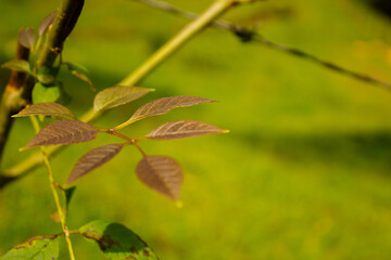 brown plant, background, cover, advertisement, cover, daylight