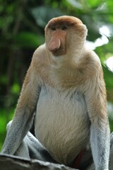 Naklejka premium portrait of a nasalis larvatus