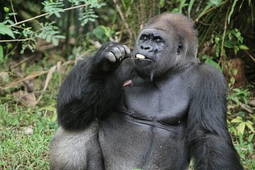Expression of a silverback gorilla enjoying food © Pitokung