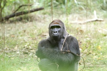 portrait of a silverback gorilla expression