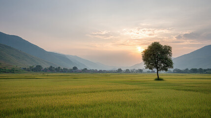 serene sunset over rice terraces in vietnam featuring soft natural light and solitary object on right side