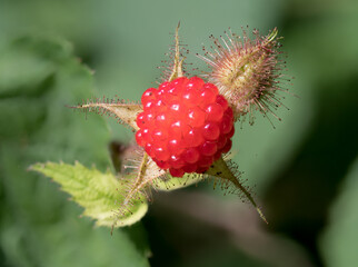 Close-Up of Ripe Tayberry with Thorny Sepals