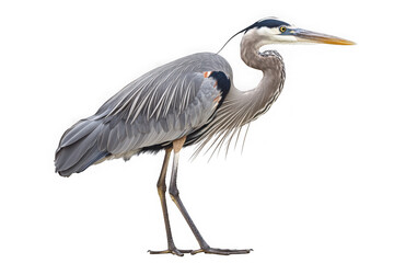 Obraz premium High resolution great blue heron image downloadable wildlife bird photography stock photo animal nature isolated on transparent background