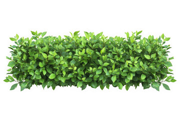 Obraz premium Buxus bush png image, green shrub, hedge plant, garden element, landscaping design, foliage, evergreen, isolated on transparent background