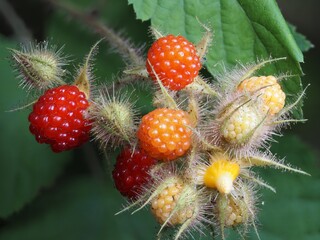 Cluster of Tayberries in Various Stages of Ripeness