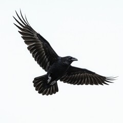 Obraz premium Raven in flight isolated on white background. symbolism, mythology, and nature concepts.
