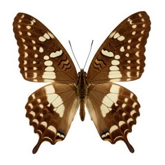 Fototapeta premium Brown and white butterfly isolated on white background. use cases: education, science, decoration.