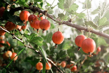 Ripe red gooseberries hang from a branch surrounded by lush green leaves, capturing the essence of a summer garden. The vibrant fruits indicate a bountiful harvest.