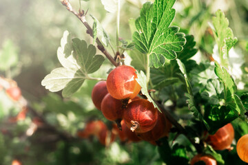 Ripe Red Gooseberries on Branch in Summer Garden
