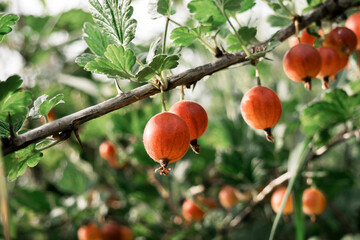 Ripe Red Gooseberries on Branch in Summer Garden