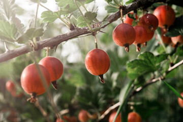Ripe red gooseberries hang from a branch surrounded by lush green leaves, capturing the essence of a summer garden. The vibrant fruits indicate a bountiful harvest.