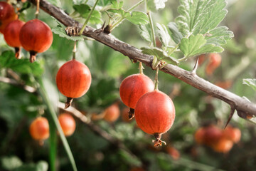 Ripe Gooseberries on Branch in Sunny Garden Scene