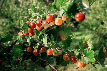 Ripe Red Gooseberries on Branch in Natural Setting