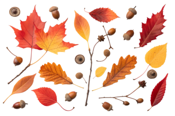 Autumn leaves and natural elements composition PNG Image