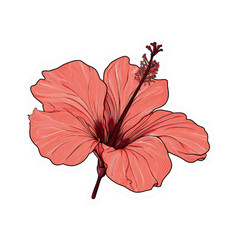 Detailed hibiscus flower illustration with delicate linework and pink hues