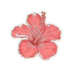 Aesthetic Hibiscus Flower in Detailed Pen and Ink Style Illustration