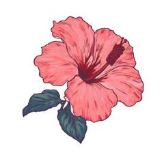 Detailed botanical illustration of a coral hibiscus flower with dark green foliage