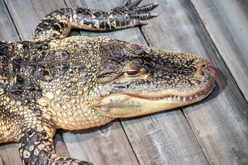 A American Alligator at a local aquarium