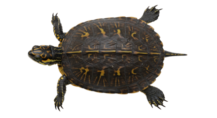 Overhead view of a brown and yellow ornate box turtle with sharp claws