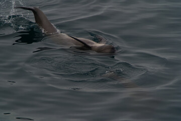 The belly of a dolphin over the ocean