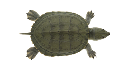 Overhead View of a Spiny Softshell Turtle with Distinctive Olive Green Shell